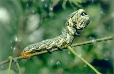 �ƺ����ƶ�