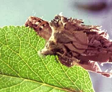 �����۵ƶ�