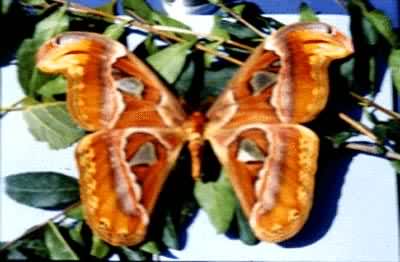 ������϶꣬���������Ķ���