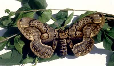 �������ƶ�