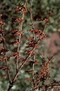 ��ɣ����ɣ��