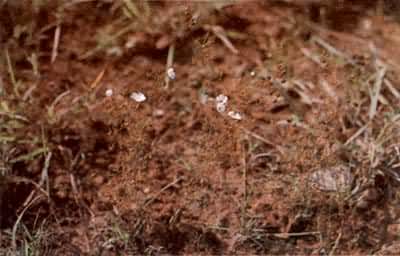 é��ˣ�é��˿�