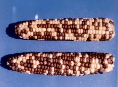 �����������ϵ¶��Ŵ�(��Ϊ1��1 ��Ϊ3��1)