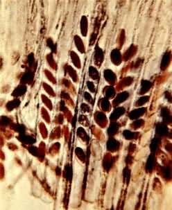 �Ŵ�ѧ�о����õĲ��ϡ����ֲ����߾�