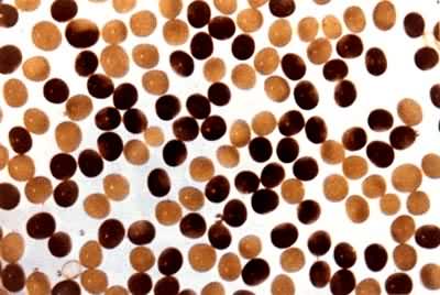 ���׻�������1��1����