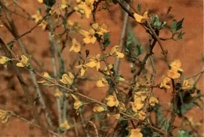 ���̣�ľϬ��