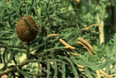 ��Ҷ����ɼ