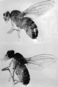 �ڸ���Ӭ�����ۡ����������λ�����˳����ͼ��������ͼ��λ��ЧӦ