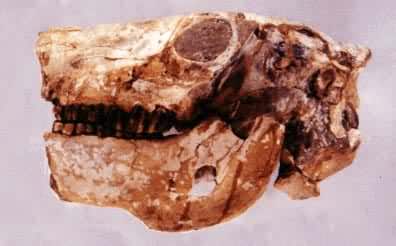 ��ֺ��ͷ��