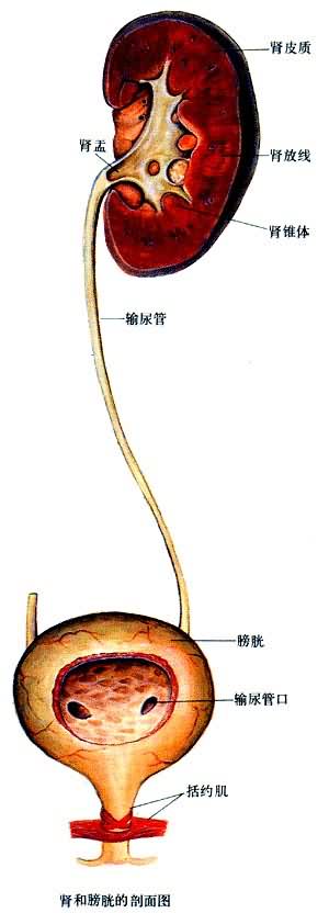 �˵����Ͱ��׵�����ͼ