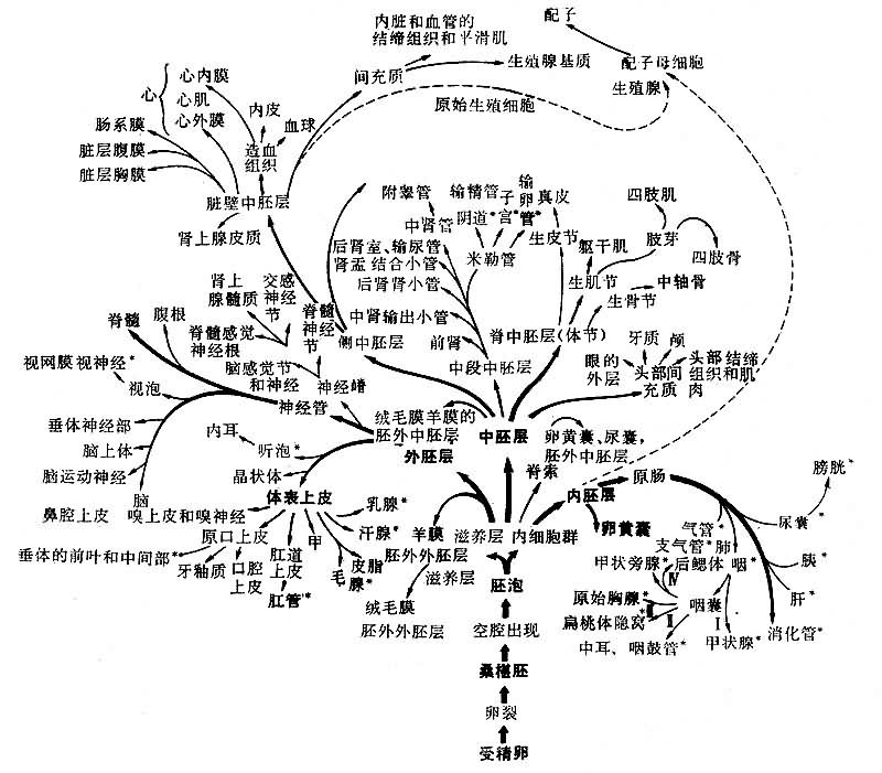 ����ԭʼ�߲㷢����������֯��;���������ࣩ