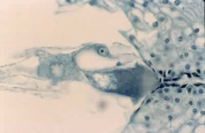 С������ӵķ�������˫�ܾ�