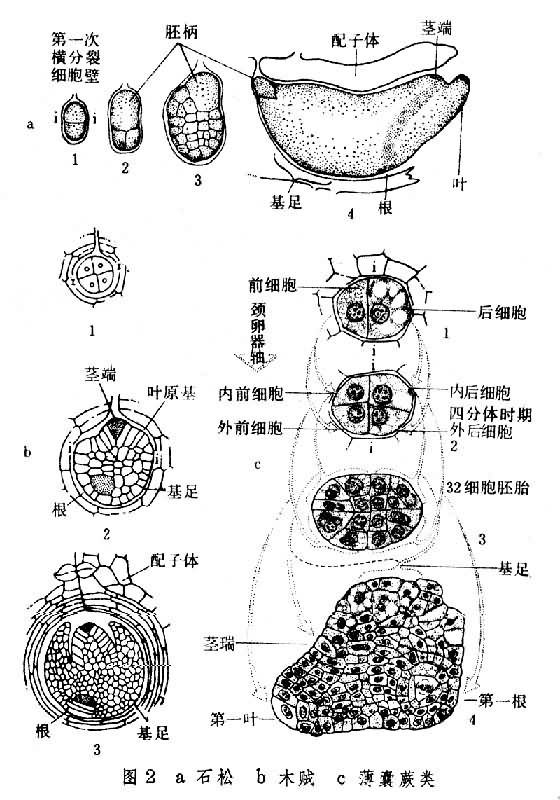 ͼ2a