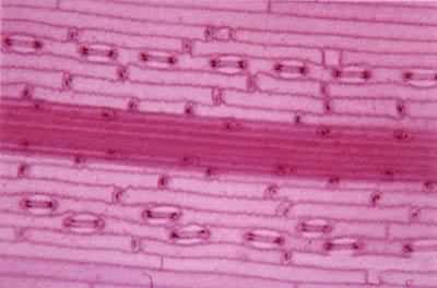 С��Ҷ��Ƥ��ʾ����