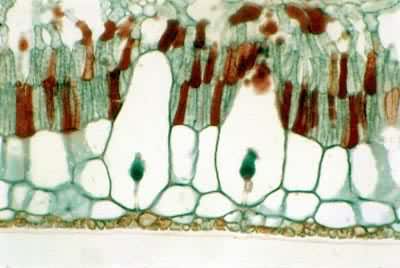 ӡ����Ƥ��Ҷ���У�ʾ������