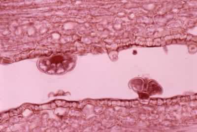 ޹�²ݵ���ϸ��