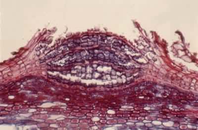 ɣ�����У�ʾƤ��