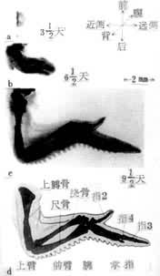 ͼ2����������������������ۣ�a ����3.5��ļ��� b 6.5��ļ��� c 9.5��ļ��� d ͼc�ĸ�������