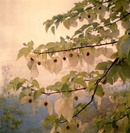 珙桐，又称中国鸽子树，珙桐科