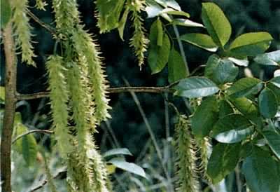 ���ϻ�轣����ҿ�