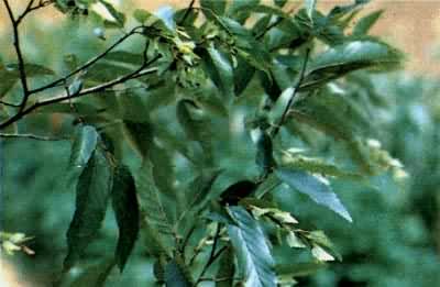 ��ë���������ľ��