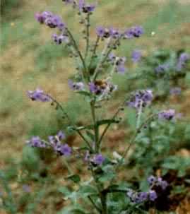 �����ӣ��ѿ�