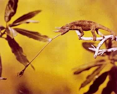 ���Ǳ��۵������ಶ׽��