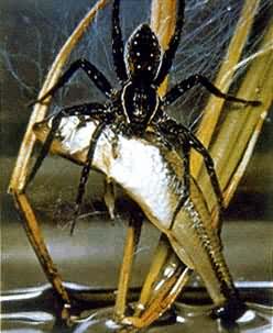 �������ܽ��벶׽��һ����