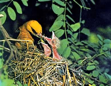 ��ɫ�������