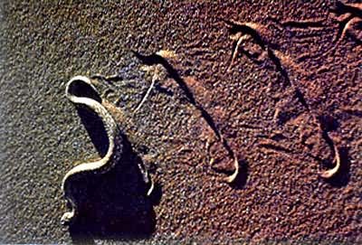 ����β��������ɳ�����˶�