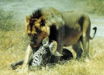 ʨ�Ӳ�ʳ����