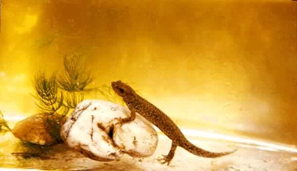 ����ɽϪ��