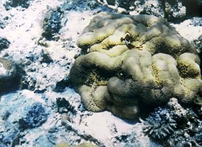 ������˫����