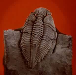 �������ڳ�(��Ҷ��)