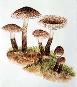 ��Ģ�����������Сɡ