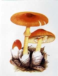 ��Ģ�������ȸ�ɡ