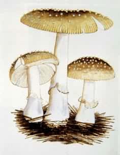 ��Ģ���������а߶�ɡ