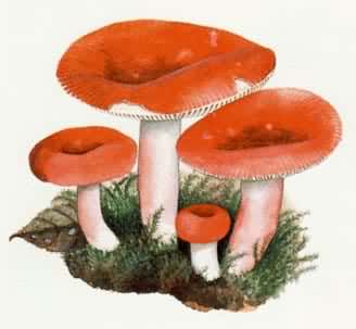 ��Ģ���������칽