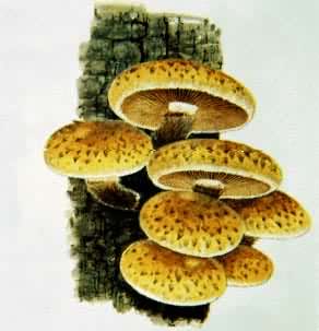 ��Ģ��������ɡ