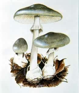 ��Ģ��������ɡ