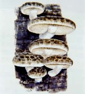 ʳ�ú�ҩ��Ģ�������㹽