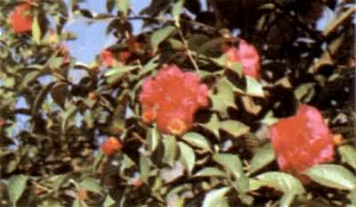 ��ɽ�裬ɽ���