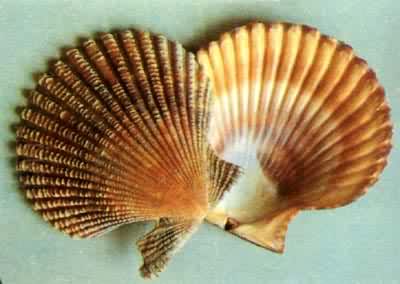 �����ο��ȱ�