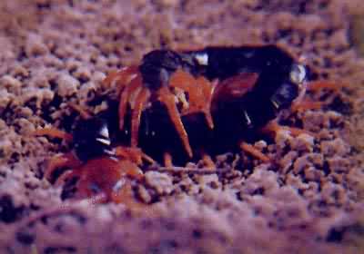 �ټ���򼣬����