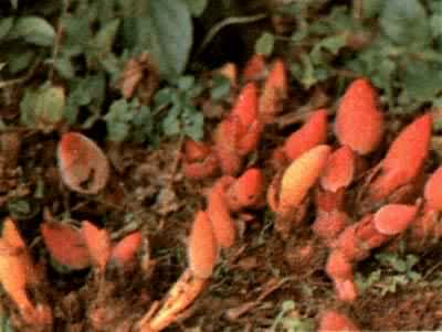 ���ԣ����Կ�