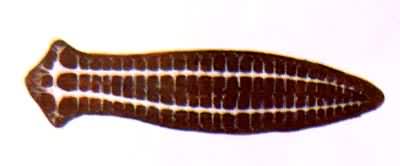 ��ϵͳ�Ľ��������г����ϵͳ