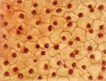 ������֯������ƽ��Ƥ