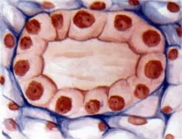 ������֯������״��Ƥ