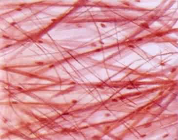 ������֯�������Խ����֯