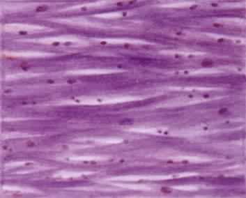 ������֯�����ļ�